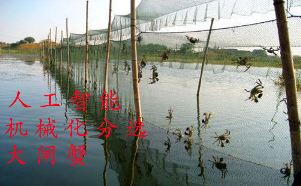 1529648655730144.jpg 陽(yáng)澄湖大閘蟹.jpg