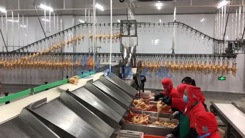 1587538867956553.jpg 禽肉分選機(jī)客戶現(xiàn)場.jpg
